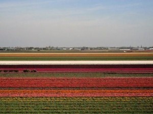 Keukenhof