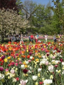 Keukenhof