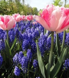 Keukenhof