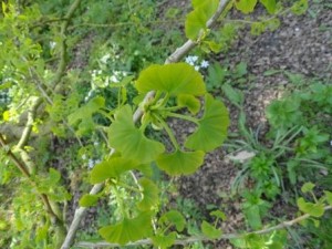 Ginko - one of the original trees