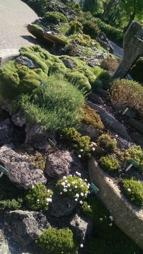 Rock /Alpine Garden