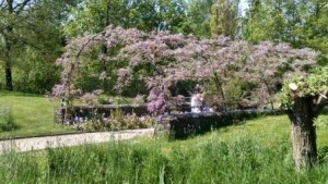 Wisteria starting to bloom