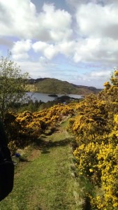 6-00-0514-gorse-lochinver-hike-62