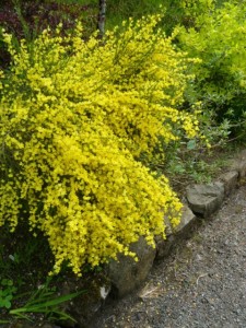 6-00-0516-dunvegan-castle-scotch-broom