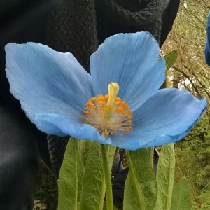 6-0516-dunvegan-castle-him-blue-poppy-85