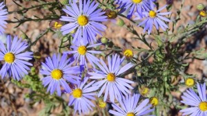 7-santa-fe-native-aster