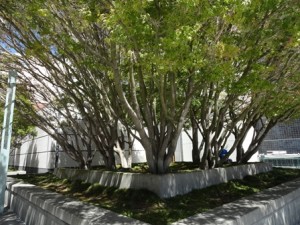 8-yerba-buena-gardens-13