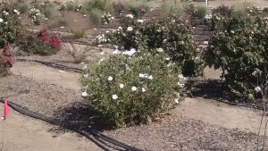 Ruellia White