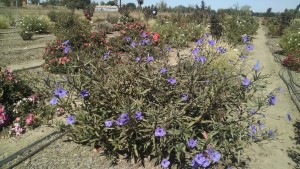 Ruellia Mayan Purple