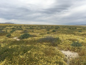 Carrizo Plain 4/16/17 