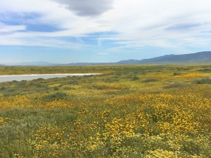 15- 416carrizo plain dg