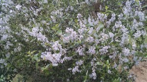 Ceanothus 4/20/17