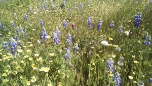 #CAwildflowersuperbloom