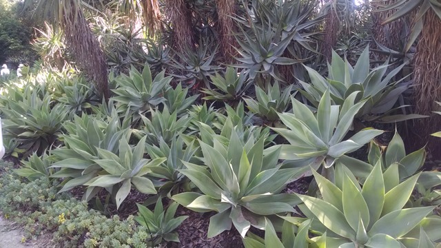 Blue Agave Massing seen throughout the garden