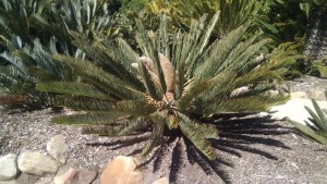 lotusland cycad garden042117 (26)