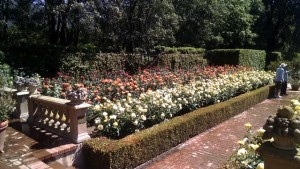 Rose Garden part of the parterre. 