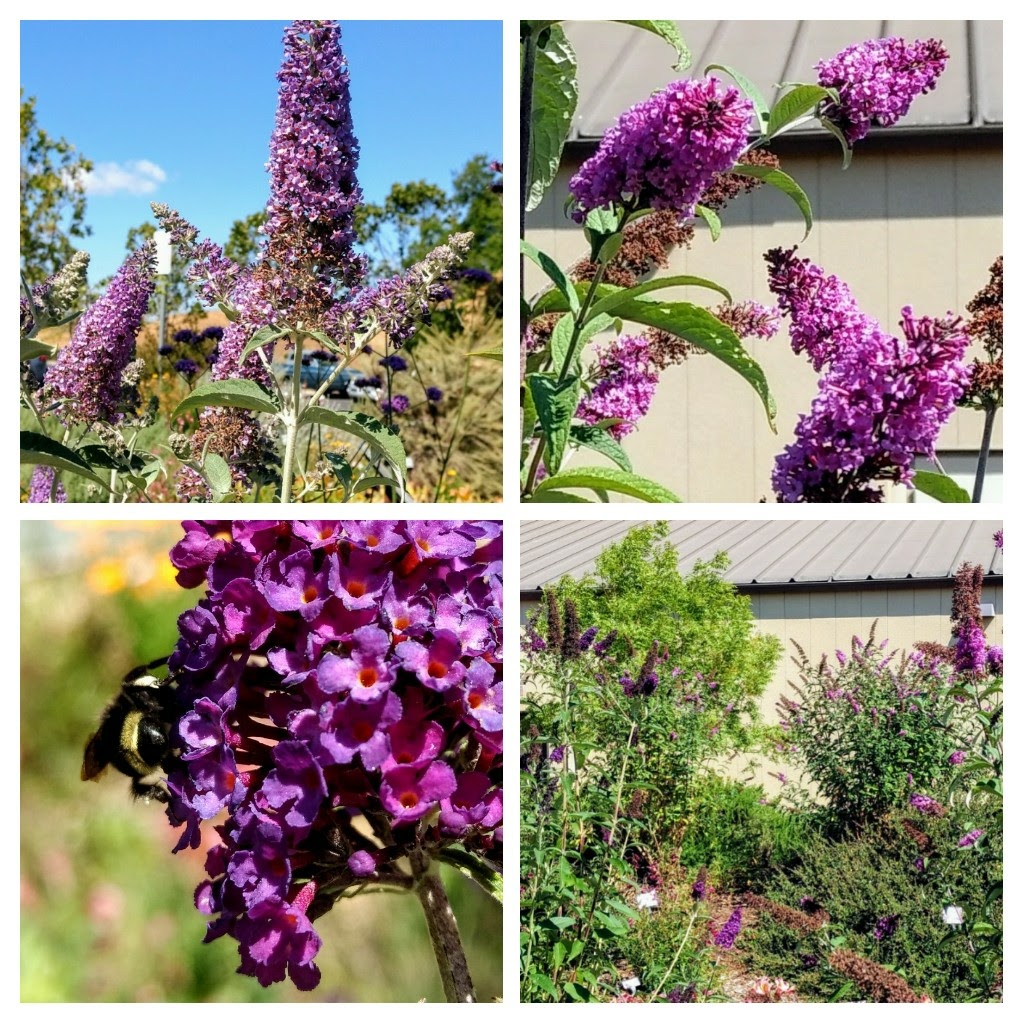 Butterfly Bush