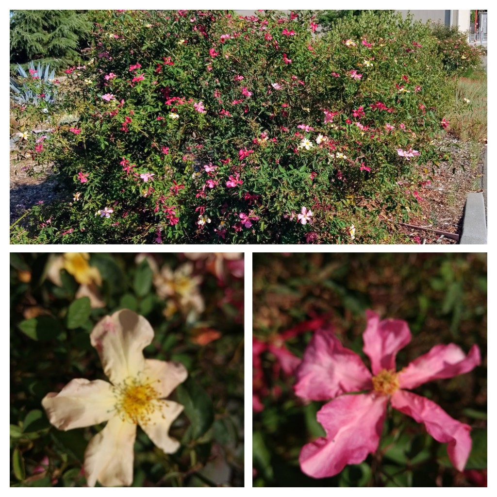 Rosa x odorata Mutabilis