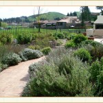 landscape design, garden design, vvm designs